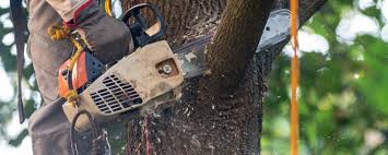 Best Seasonal Cleanup (Spring/Fall)  in Douglasville, GA